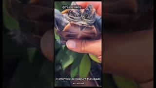 Two-headed turtles are a rare phenomenon.   #tortoise #shorts