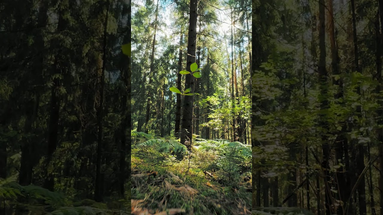 Forest | No copyright Nature Landscape Background video