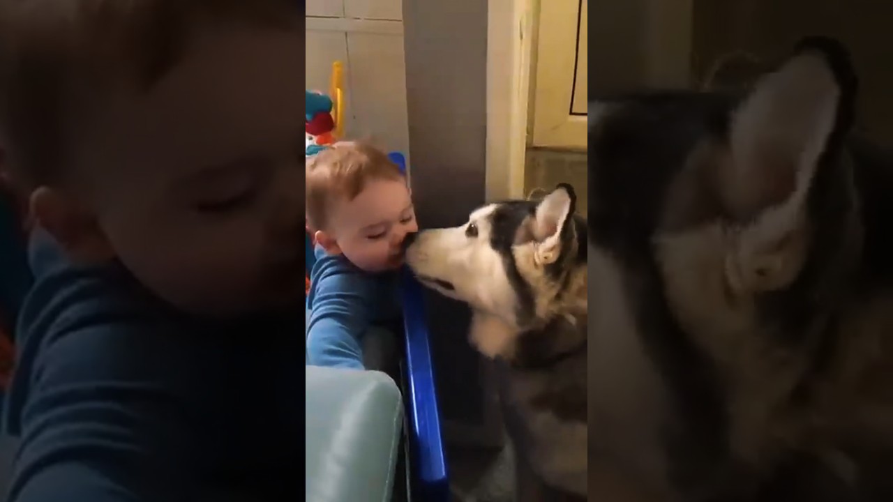 I Trusted My HUSKY to Watch the Baby and Here's What Happened