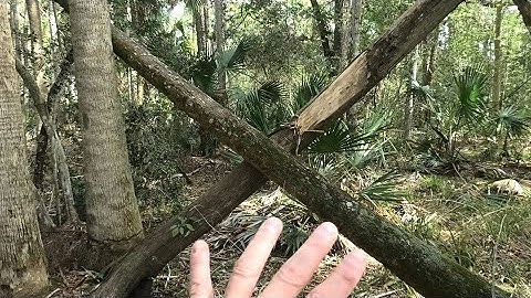 The Dark Bigfoot Wallow - Then Where Only The Big Boys Live