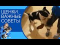 Щенки(важные советы)