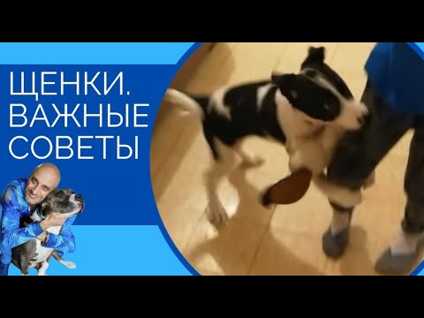 Видео уроки дрессировки собак с антуаном