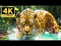 Majestic Wildlife 4K 🌿Relax with Beautiful Wildlife and Calming Melodies