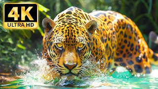 Majestic Wildlife 4K 🌿Relax with Beautiful Wildlife and Calming Melodies