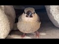 桜文鳥の雛をお迎えしました