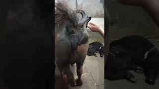 Madhya Pradesh Rajasthani buffalo laod parmar dairy farm Bhopal mp