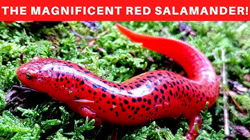 The Red Salamander and warning coloration: Mullerian Mimicry