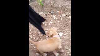 6 Weeks Pitbull Puppy Red Nose