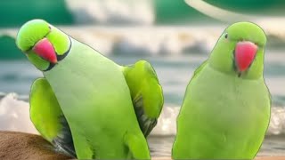 indian ringneck parrot chirping