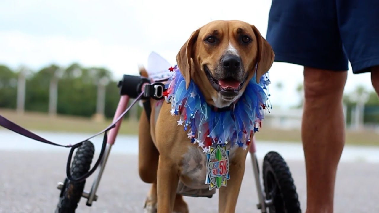 Ruck9 Foundation Donates Wheelchairs for Animals with Special Needs