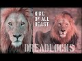 Dreadlocks Mapogo | King Of All Beast