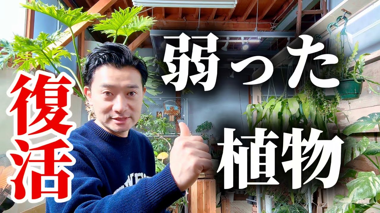 【植物復活日記】売り物に出来ない植物達を復活させたい　@植物の店ベリー 