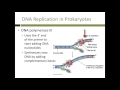 12 dna replication