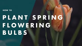 How To Plant Flowering Bulbs - Bunnings Warehouse How To Plant Flowering Bulbs - Bunnings Warehouse