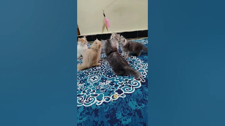 Video 11873371: persian cat kitten pet, persian cute kitten pets