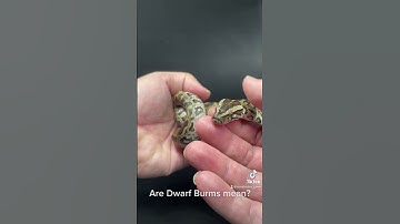 Are Dwarf Burmese Pythons mean?