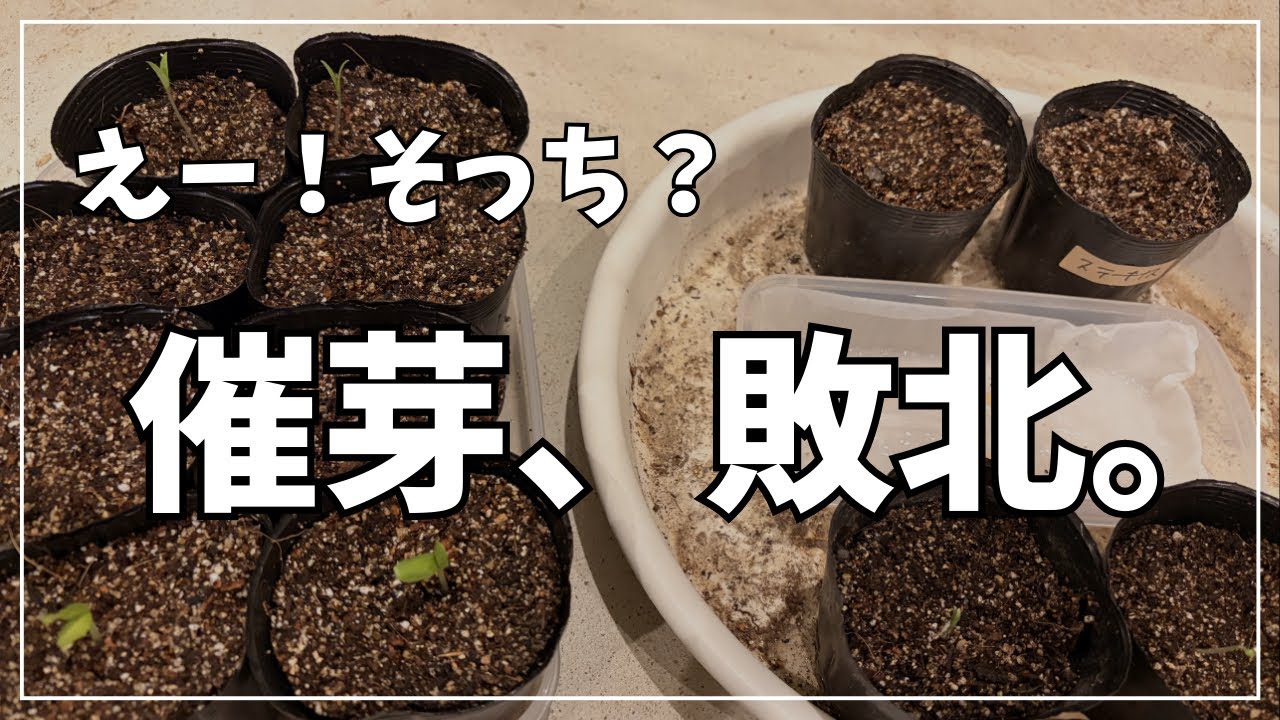 【2月種まき】催芽vs直巻き驚きの結果は、、