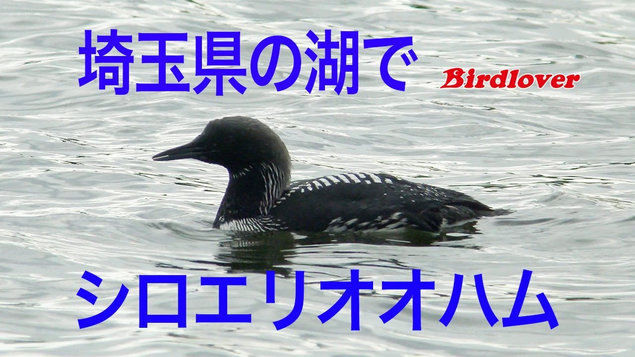 埼玉県でシロエリオオハムと出会う奇跡 Pacific Loon Youtube