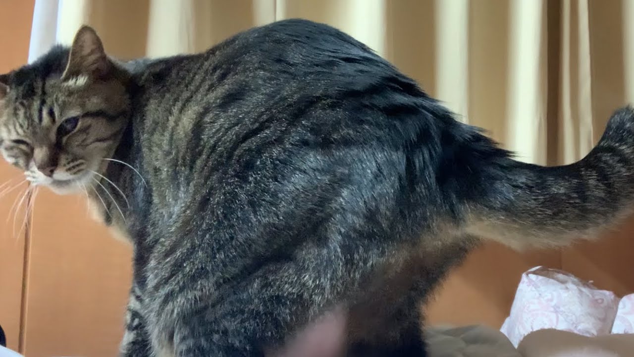 【猫】手招きで猫を近くへ