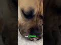 Sphynx Cat Judges Dog's New Kitten #shorts