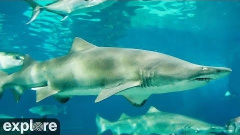 Shark Cam powered by EXPLORE.org