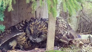 Kassikakk::Eagle Owl~ 🥰Hanna is preening herself~11:31 am 2024/04/21