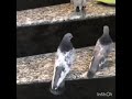 احلا طير والاجمل 