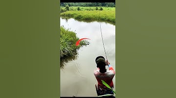 Gigi Tajam Mengintai Saya