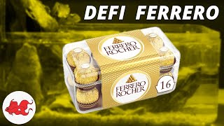 Boite Ferrero rocher = Aquarium ?