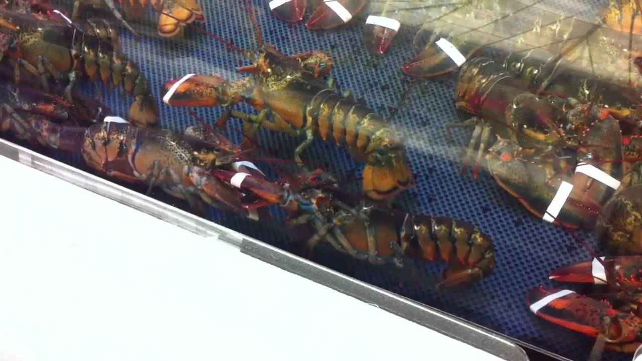 Lobster at shopRite YouTube