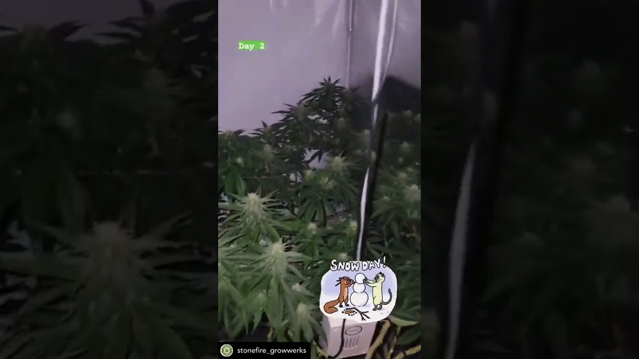 Grown under SunPlix LED grow light G2 800