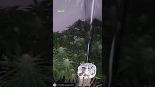 Grown under SunPlix LED grow light G2 800