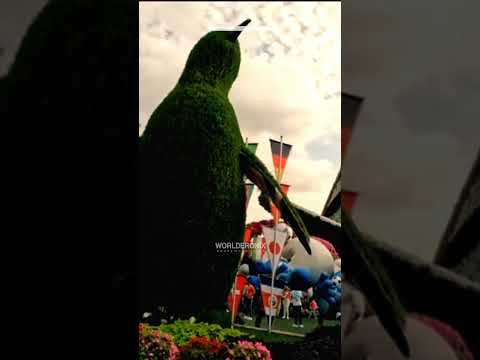 Facts About Dubai Miracle Garden, The World Miracle #shorts