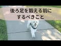 老犬の後ろ足を鍛える前にするべきことー老犬にありがちな歩き方とその原因 What You Need to Know Before Exercising Your Aging Dog