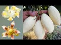 If you want to know about the flower of mango plant then watch this video till the end.