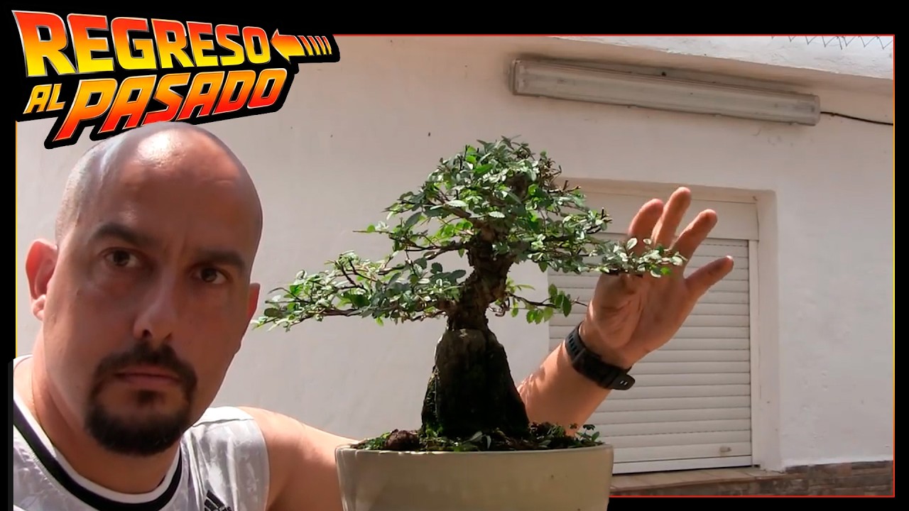 Así diseñé el BONSAI Olmo Nire sobre Roca