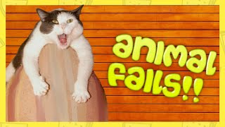 🐐 Animal FAILS 😹 FUNNY Compilation [TRY NOT to 🤣 LAUGH!] by Animals for All 627 views 3 years ago 4 minutes, 54 seconds