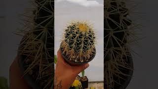 cactus en venta con envío a todo México #cactus