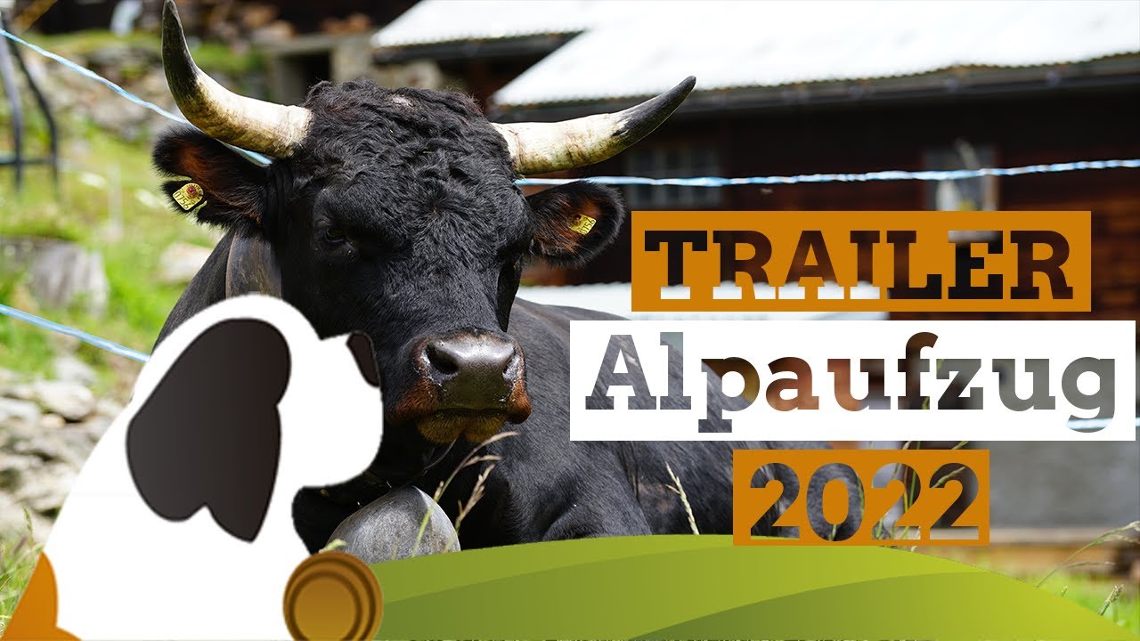 Vorschau auf den Alpaufzug Guggialp 2022: Trailer