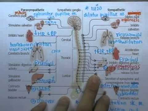 Vídeo: Esculturas de gotas de tinta