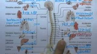 ormBio ver2 : ระบบประสาท ตอน09