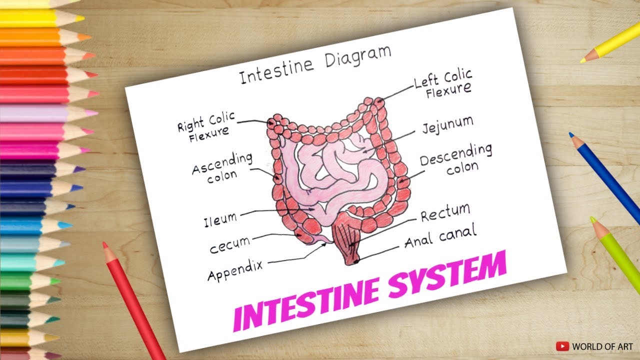 Featured image of post How To Draw Small Intestine For Kids Its job is to absorb most of the nutrients