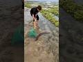 Catching a big ill fish with hand net #fishing #fish #viral #shorts #fishingvideo