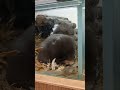 Cute Syrian hamster eating corn 🌽 #shorts #animals #trending #from