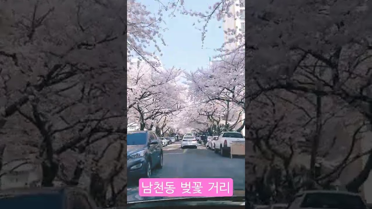 남천동 벚꽃거리 벚꽃만개 벚꽃터널