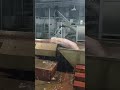 二師兄多樣化泡澡過程