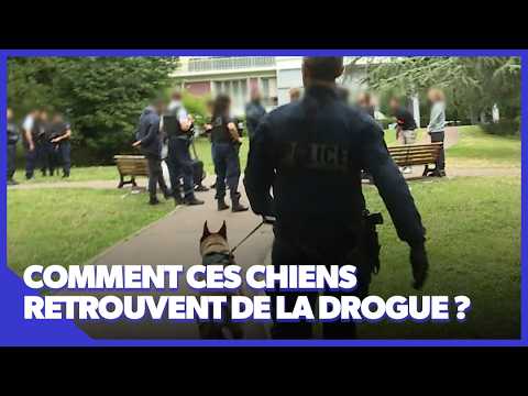 Rocky, le chien policier de Paris