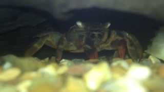 Crab eating in tank