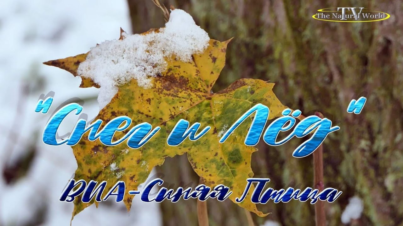 концерт сергея дроздова синяя птица. виа синяя птица снег и лед. ледяные сосульки. синяя птица снег и лед. синяя птица песни снег и лед.