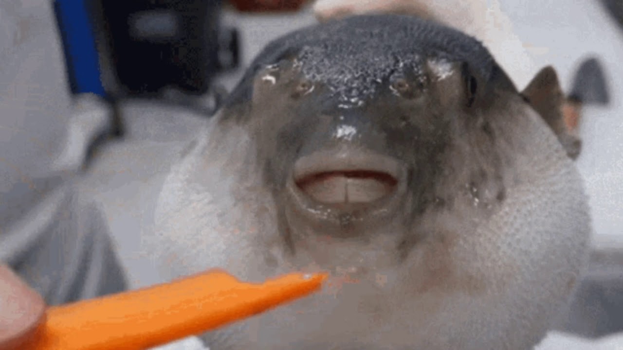 Fish chokes on carrot - YouTube